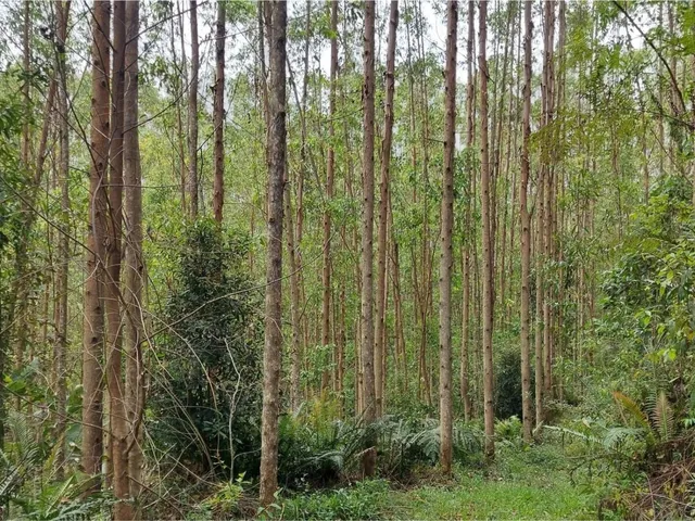 Imagem 12: FAZENDA COM REFLORESTAMENTO EUCALIPTOS