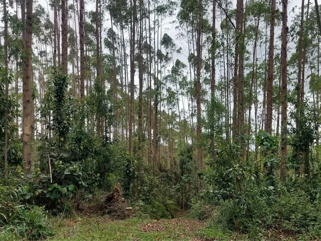 Imagem 4: FAZENDA COM REFLORESTAMENTO EUCALIPTOS