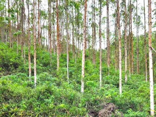 Imagem 3: FAZENDA COM REFLORESTAMENTO EUCALIPTOS