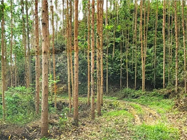 Imagem 8: FAZENDA COM REFLORESTAMENTO EUCALIPTOS