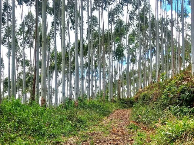 Imagem 11: FAZENDA COM REFLORESTAMENTO EUCALIPTOS