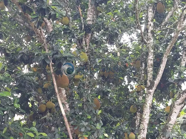 Imagem 14: Chácara de Luxo em Lambari-MG: 4 Quartos, 2 Suítes, 150m², Próximo ao Pesqueiro do