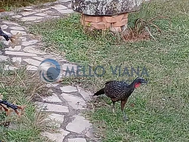 Imagem 8: Sítio à venda em Baependi-MG: 3 quartos, 1 sala, 2 banheiros e 15 hectares de área
