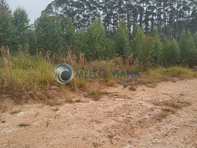 Imagem: Fazenda com 239 hec (Plantio de eucalipto