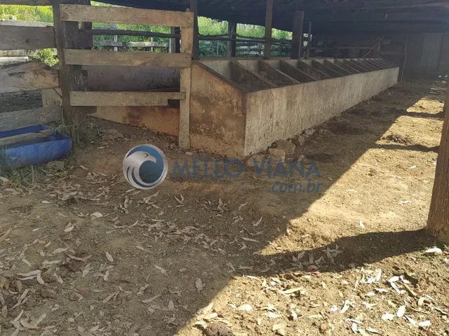 Imagem 3: Fazenda com 239 hec (Plantio de eucalipto