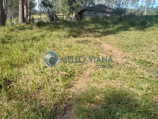 Imagem 2: Fazenda com 239 hec (Plantio de eucalipto