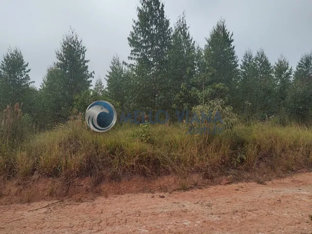 Imagem 6: Fazenda com 239 hec (Plantio de eucalipto
