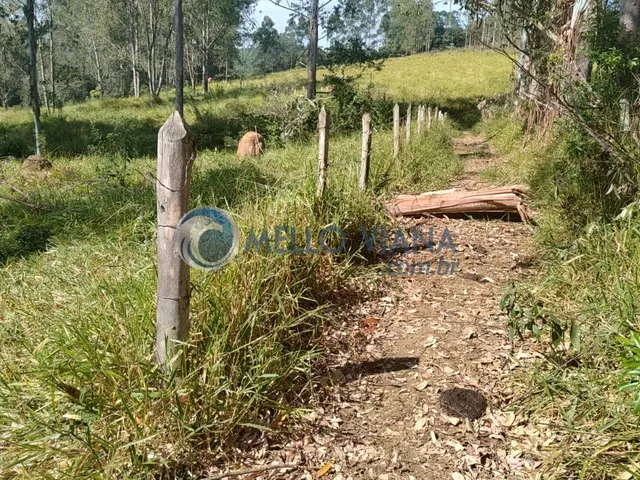 Imagem 5: Fazenda com 239 hec (Plantio de eucalipto