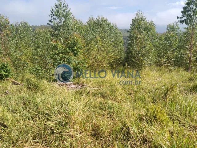 Imagem 7: Fazenda com 239 hec (Plantio de eucalipto