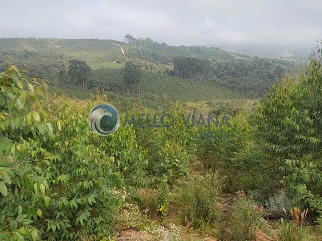 Imagem 14: Fazenda com 239 hec (Plantio de eucalipto