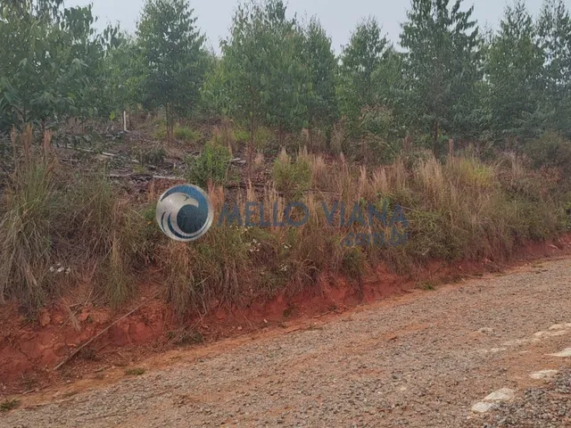 Imagem 11: Fazenda com 239 hec (Plantio de eucalipto