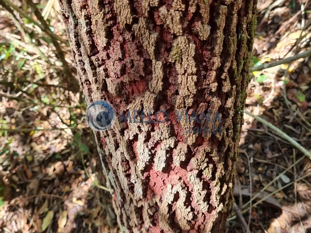 Imagem 8: Sitio na região da Gamarra - Baependi - MG