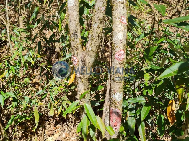 Imagem 12: Sitio na região da Gamarra - Baependi - MG