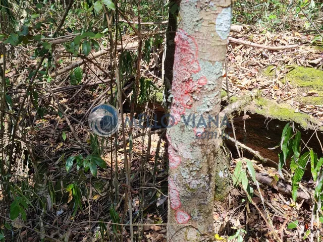 Imagem 9: Sitio na região da Gamarra - Baependi - MG