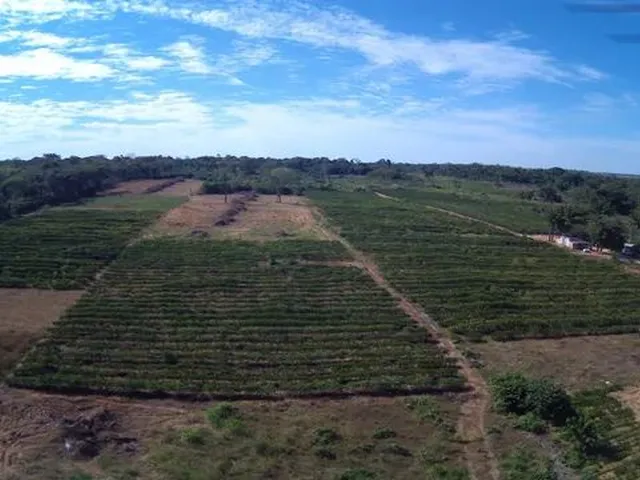 Imagem 7: Vende-Se Chácara de 2 Alqueires