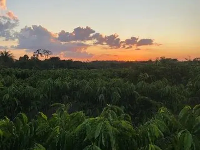 Imagem 2: Vende-Se Chácara de 2 Alqueires