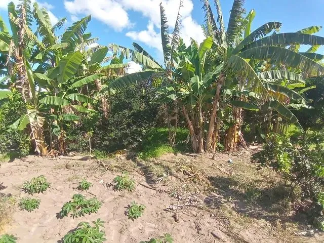 Imagem: A fazenda está localizado em Santa Luzia, Gravatá à