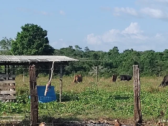 Imagem: R$200 Mil 25 Hectares com Pasto e Igarapé