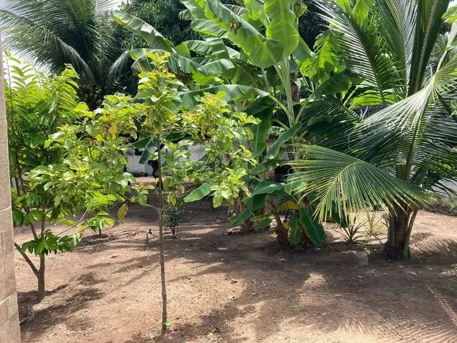 Imagem 2: Vende-Se Granja em Extremox