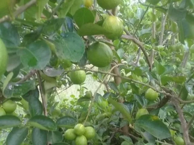 Imagem: Vendo Sítio Bem Plantado