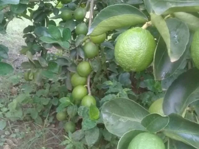 Imagem 5: Vendo Sítio Bem Plantado