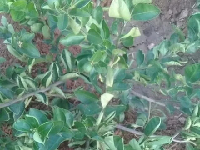 Imagem 12: Vendo Sítio Bem Plantado