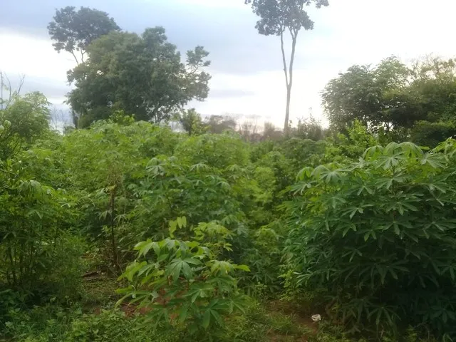 Imagem 3: Vendo Sítio Bem Plantado