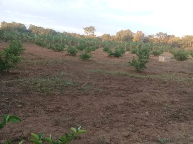 Imagem 6: Vendo Sítio Bem Plantado