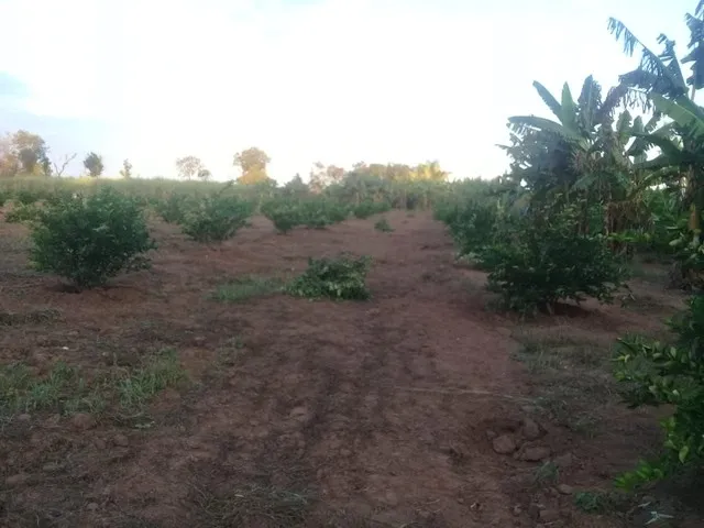 Imagem 11: Vendo Sítio Bem Plantado