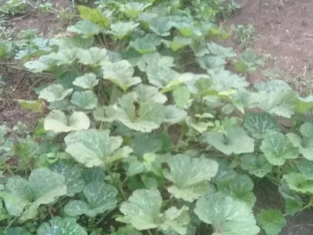Imagem 10: Vendo Sítio Bem Plantado