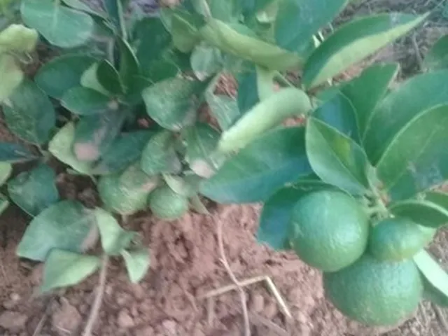 Imagem 8: Vendo Sítio Bem Plantado