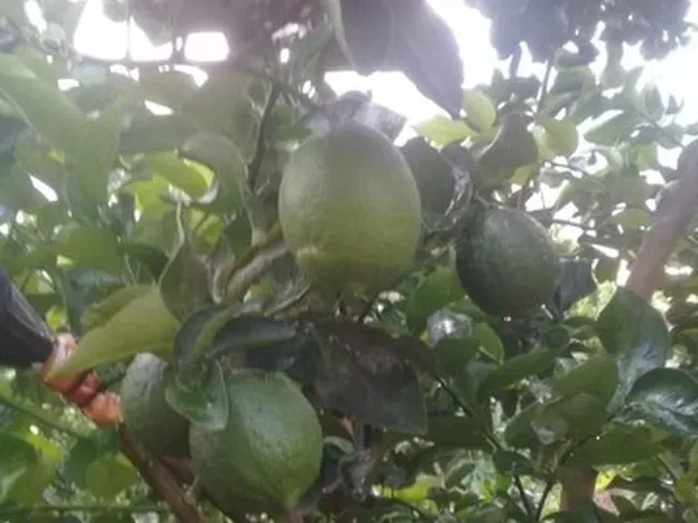 Imagem 4: Vendo Sítio Bem Plantado