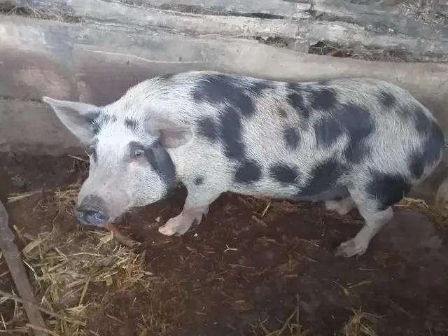 Imagem 14: Vendo Sítio Bem Plantado