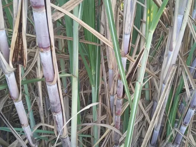 Imagem 15: Vendo Sítio Bem Plantado