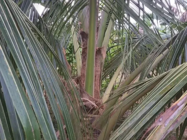 Imagem 16: Vendo Sítio Bem Plantado
