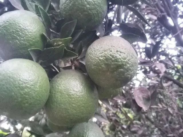 Imagem 13: Vendo Sítio Bem Plantado