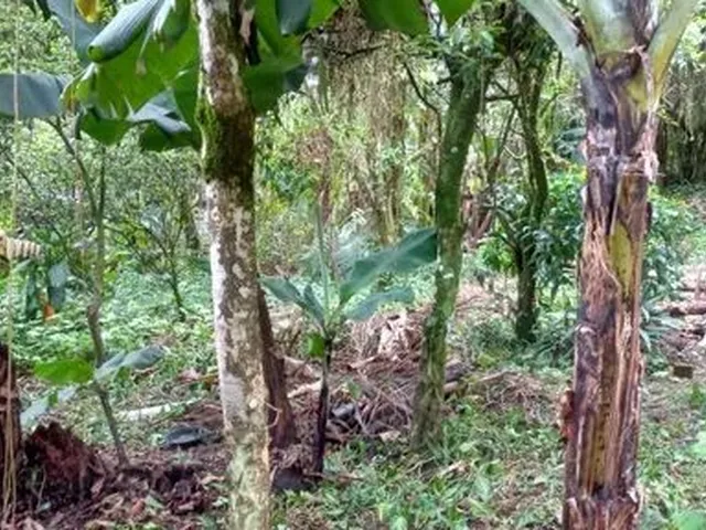 Imagem 8: Aluga-Se Casa no Centro de Pirabeiraba com 1 Suíte Mais 3 Dormitórios, Joinville, Sc
