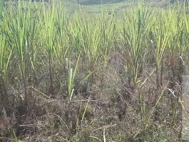 Imagem 10: Terreno para Venda em Imaruí, Recanto das Flores