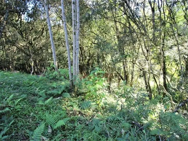 Imagem 13: Chácara com 3 Dormitórios À Venda, 5224 M² por R$ 550.000,00 - Agarau - São José