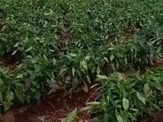 Imagem: Sítio Luz da Serra (6 Hectares) Vende-Se