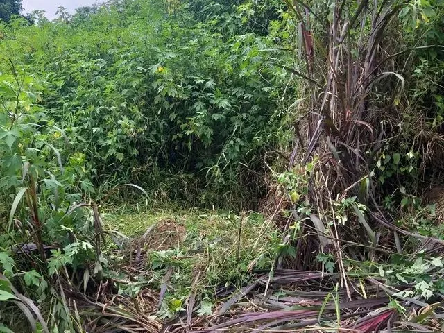 Imagem: Terreno 5X25 Jardim Marcelo Itaquaquecetuba