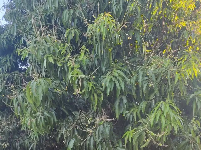 Imagem: Sitio de 40 Hectares no Município de Buritis-Mg