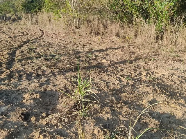 Imagem 2: Sitio de 40 Hectares no Município de Buritis-Mg