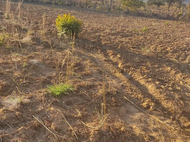 Imagem 12: Sitio de 40 Hectares no Município de Buritis-Mg