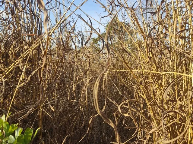 Imagem 6: Sitio de 40 Hectares no Município de Buritis-Mg