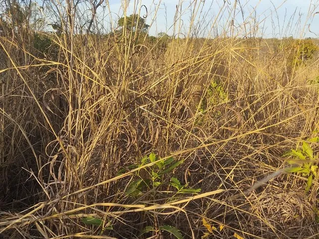 Imagem 10: Sitio de 40 Hectares no Município de Buritis-Mg