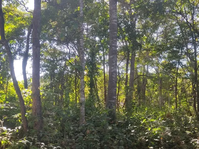 Imagem: Sitio de 32 Hectares no Município de Arinos-Mg