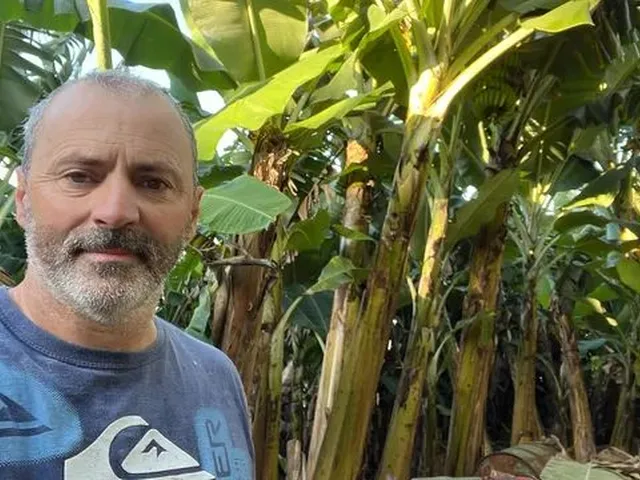 Imagem: Vendo Bananal de Banana Branca