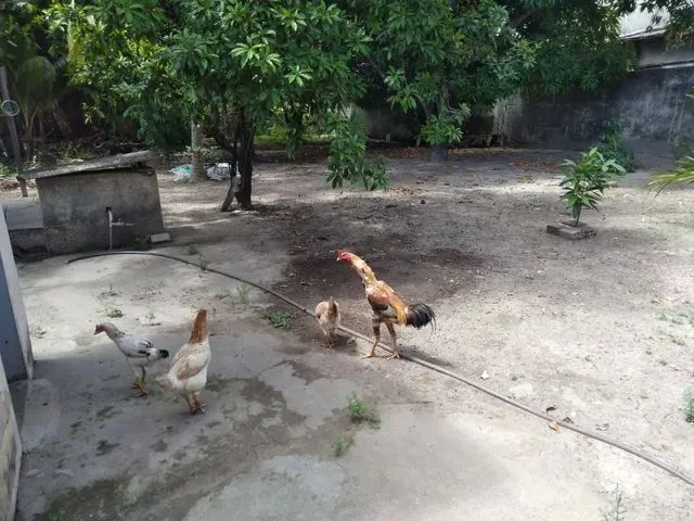 Imagem 4: Mini Sítio na Sotave
