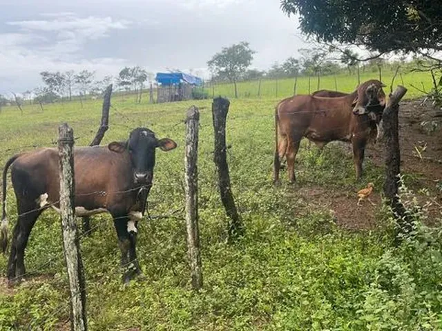 Imagem: Vendo Fazendinha em Santo Antônio do Descoberto